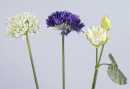 Agapanthus wei&szlig; H 82 cm, &oslash; 16 cm