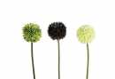 Allium lila 68 cm