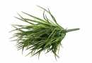 Berggrasbusch 35 cm