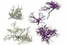 Dried bush hellgrau 100 g