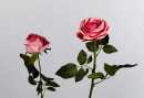 Rose Lara offen H 68 cm, &oslash; 11 cm