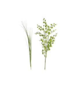 Isolepsis Gras Wedel