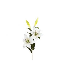 Lilie x2 84cm cream