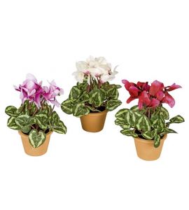 Mini-Alpenveilchen i.Topf 18cm