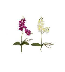 Orchidee-Phalaenopsis 32cm cre