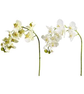 Orchidee Phalaenopsis weiß 80c