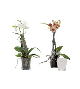 Orchideentopf Glas klar 12,5 cm