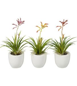 Spider-Orchidee im Keramiktopf