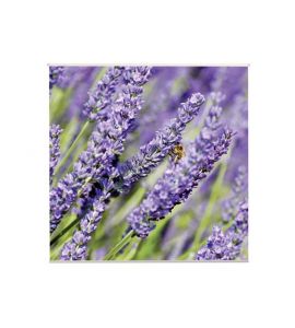 Wandbild Lavendula 79x79cm